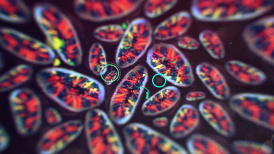 Motion2015_LoboProRes (00961)